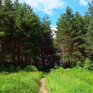 Summer pathway wallpaper