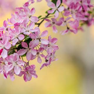 Cute spring Ultra HD wallpaper