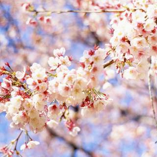 Cute spring Ultra HD wallpaper