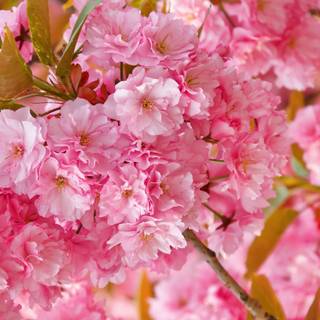 Cute spring Ultra HD wallpaper