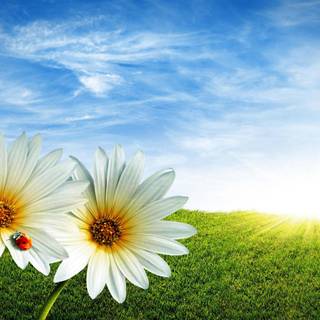 Cute spring Ultra HD wallpaper