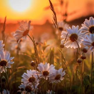 Cute spring Ultra HD wallpaper