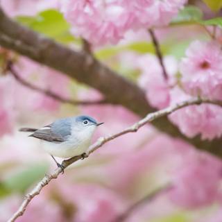 Cute spring Ultra HD wallpaper
