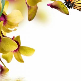 Cute spring Ultra HD wallpaper