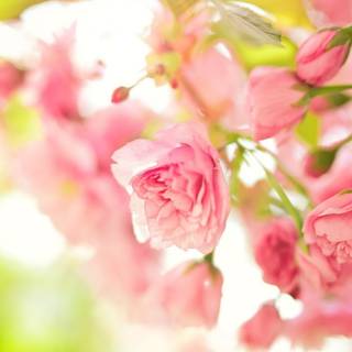 Cute spring Ultra HD wallpaper