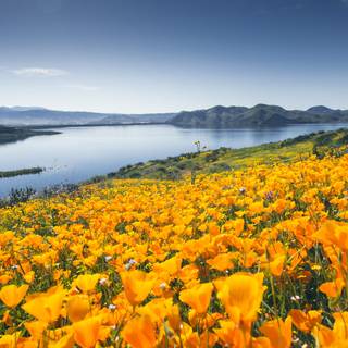 Cute spring Ultra HD wallpaper