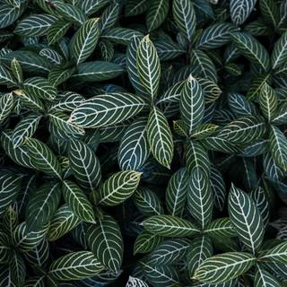 Plant Ultra HD wallpaper