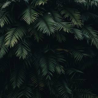 Plant Ultra HD wallpaper