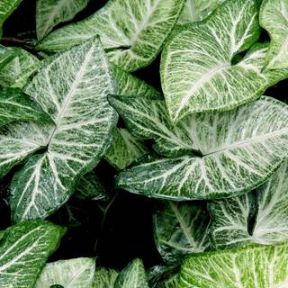 Plant Ultra HD wallpaper