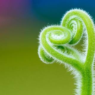 Plant Ultra HD wallpaper