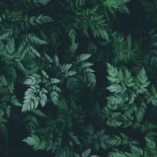 Plant Ultra HD wallpaper