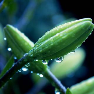 Plant Ultra HD wallpaper