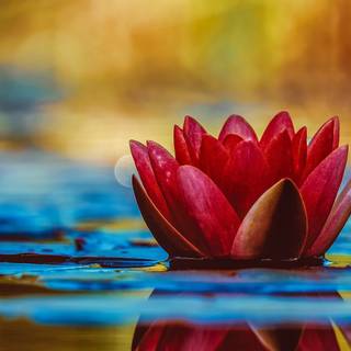 Plant Ultra HD wallpaper