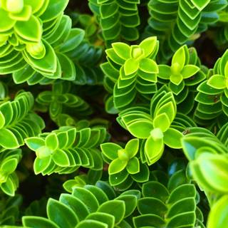 Plant Ultra HD wallpaper