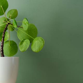 Plant Ultra HD wallpaper