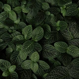 Plant Ultra HD wallpaper