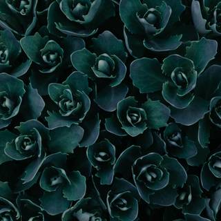 Plant Ultra HD wallpaper