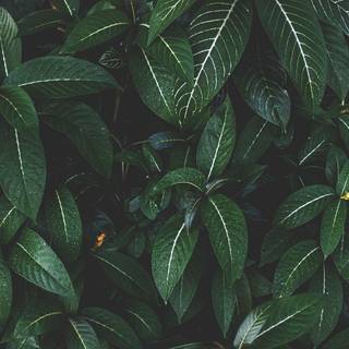 Plant Ultra HD wallpaper