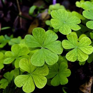 Plant Ultra HD wallpaper