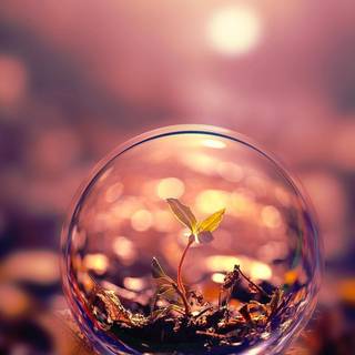 Plant Ultra HD wallpaper