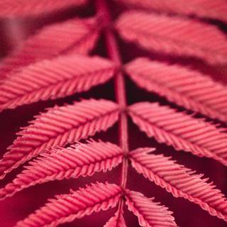 Plant Ultra HD wallpaper