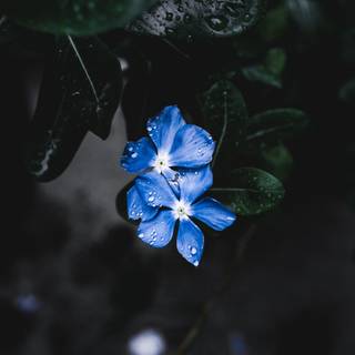 Plant Ultra HD wallpaper