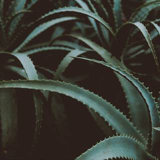 Plant Ultra HD wallpaper
