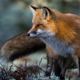 Majestic fox wallpaper