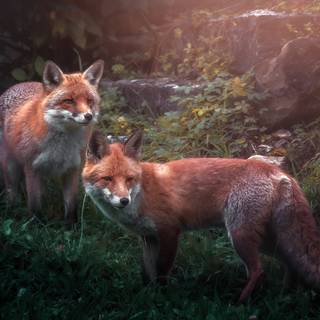 Majestic fox wallpaper