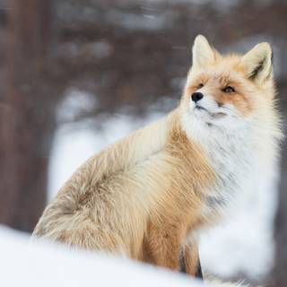 Majestic fox wallpaper