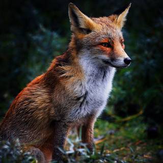 Majestic fox wallpaper