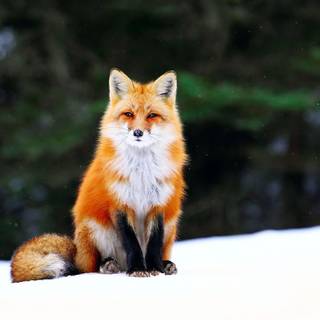 Majestic fox wallpaper