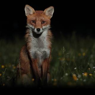 Majestic fox wallpaper