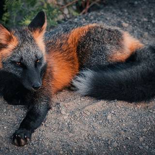 Majestic fox wallpaper