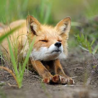 Majestic fox wallpaper