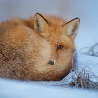 Majestic fox wallpaper