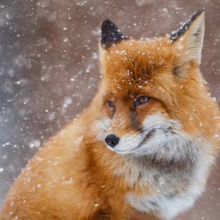 Majestic fox wallpaper