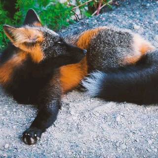 Majestic fox wallpaper