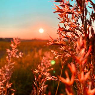 Summer country wallpaper