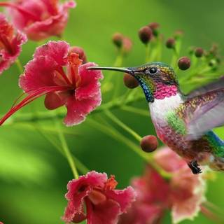 Spring hummingbird flowers wallpaper