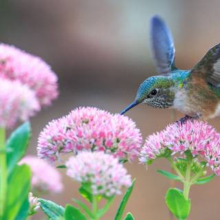 Spring hummingbird flowers wallpaper
