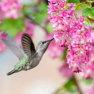 Spring hummingbird flowers wallpaper
