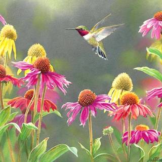 Spring hummingbird flowers wallpaper
