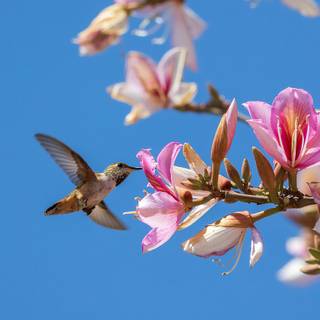 Spring hummingbird flowers wallpaper