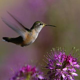 Spring hummingbird flowers wallpaper