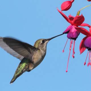 Spring hummingbird flowers wallpaper