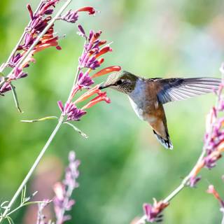 Spring hummingbird flowers wallpaper