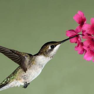Spring hummingbird flowers wallpaper