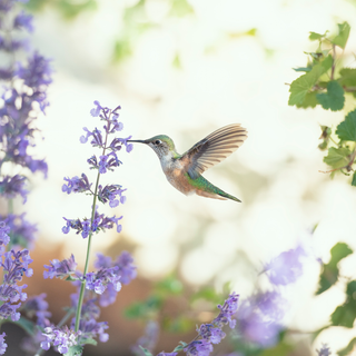 Spring hummingbird flowers wallpaper