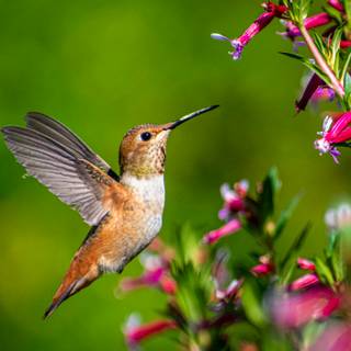 Spring hummingbird flowers wallpaper